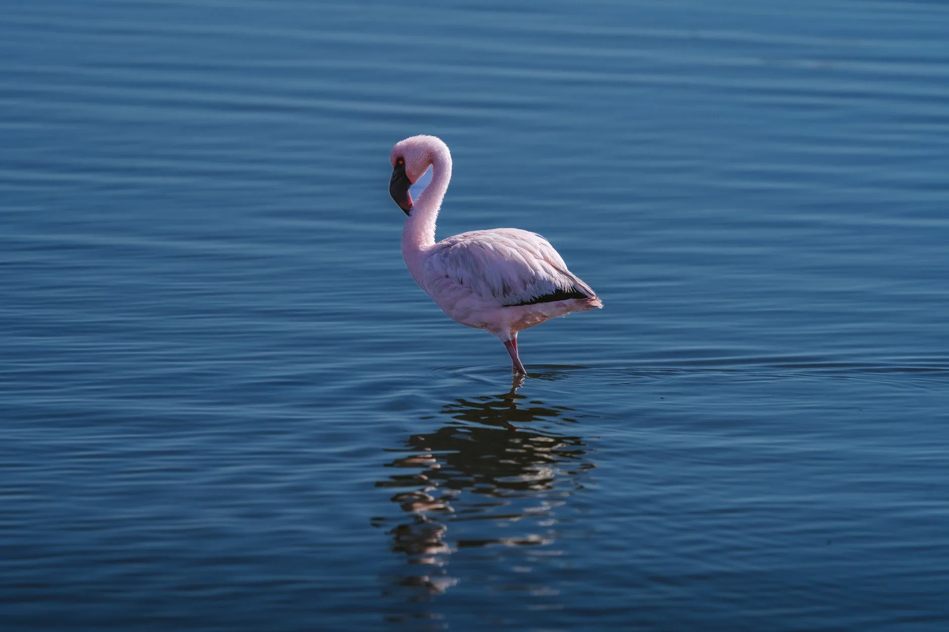Observer les flamants roses dans la lagune