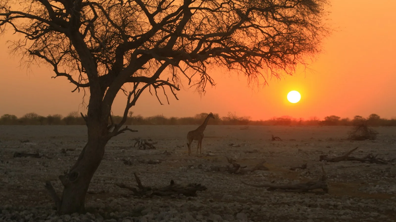 Ce que ça change pour vos safaris matinaux