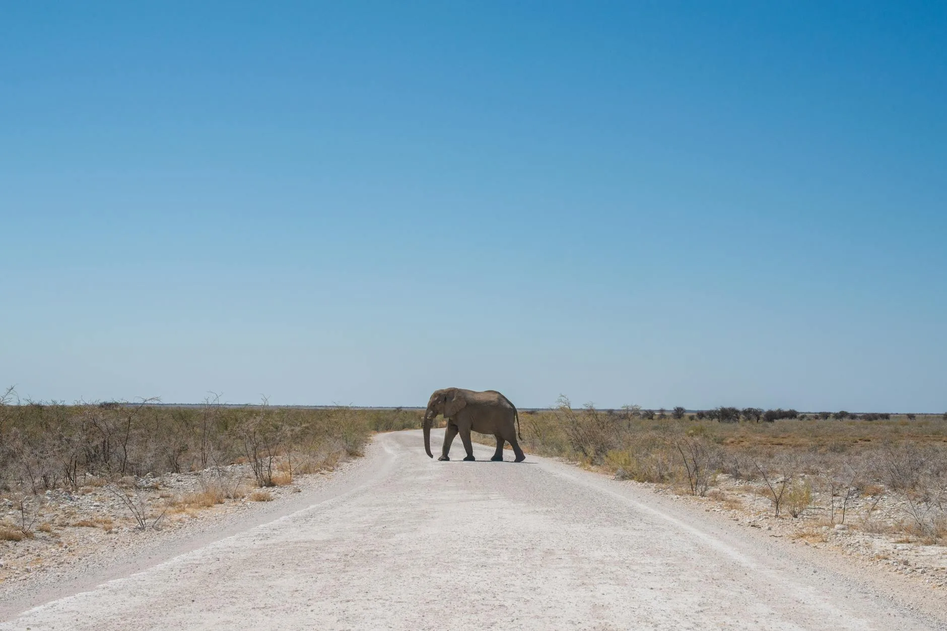 ️ Jour 7 — Safari Etosha + retour Windhoek