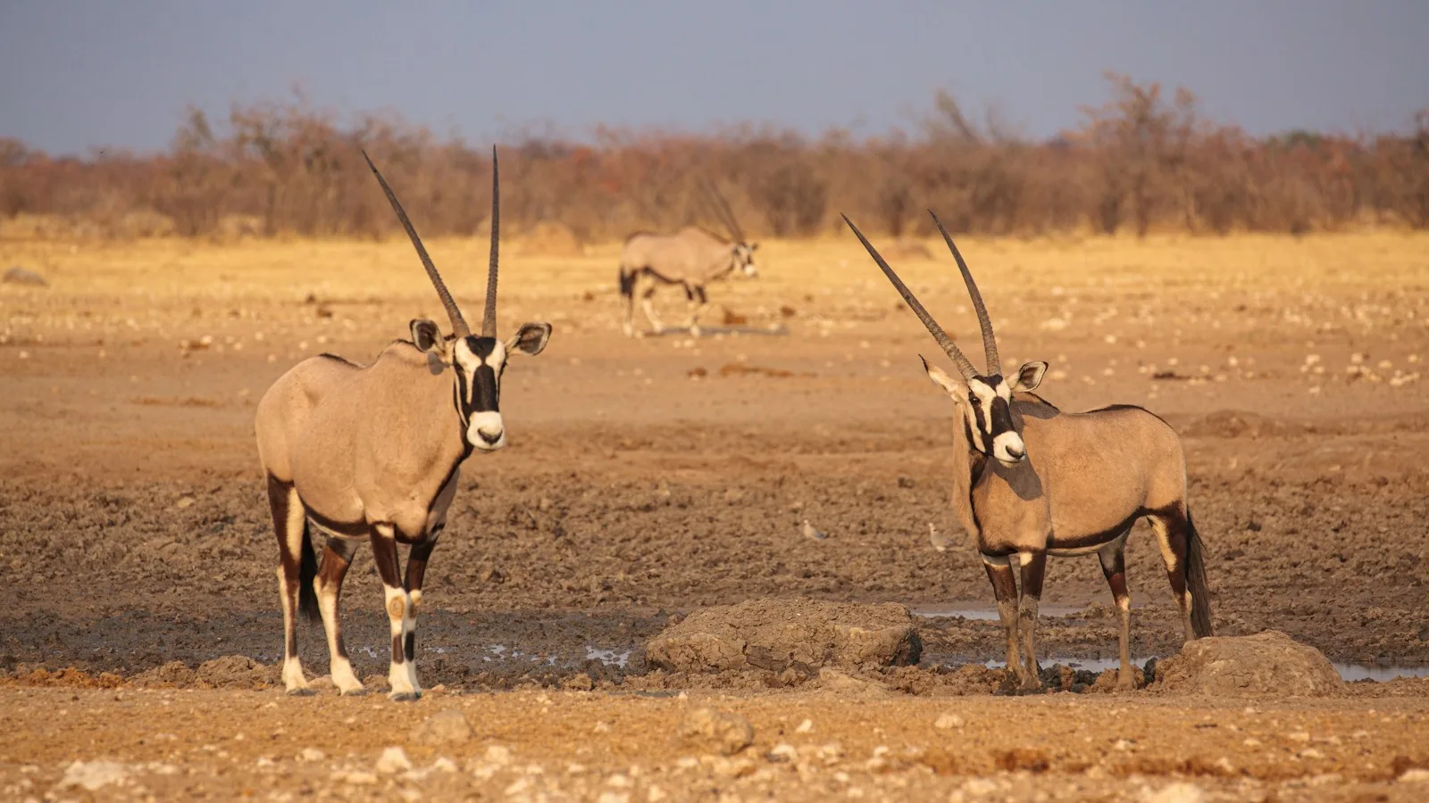 Jour 1-2 : Windhoek puis Etosha, le tronçon le plus sûr