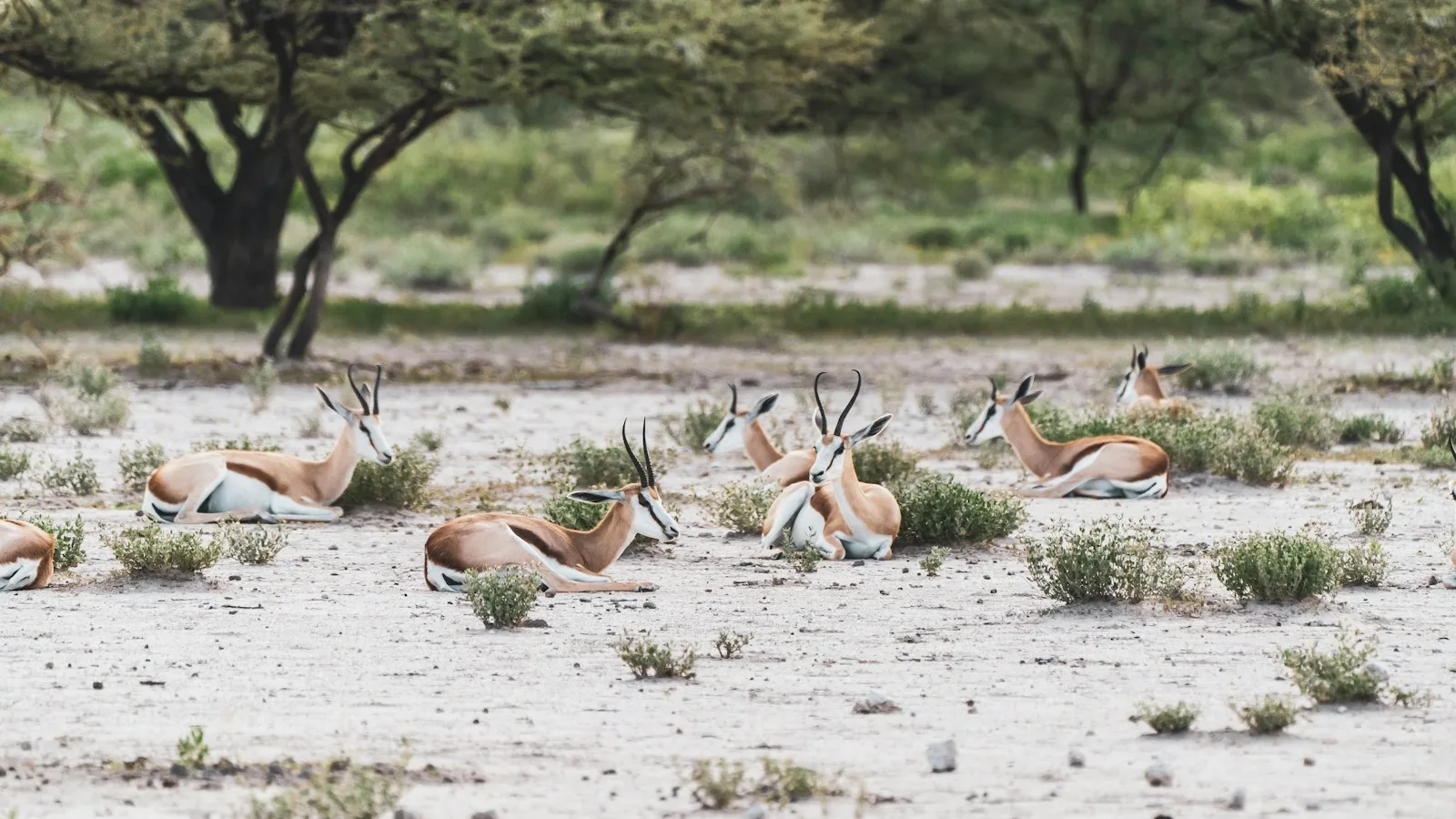 Jour 3 : Etosha en saison verte