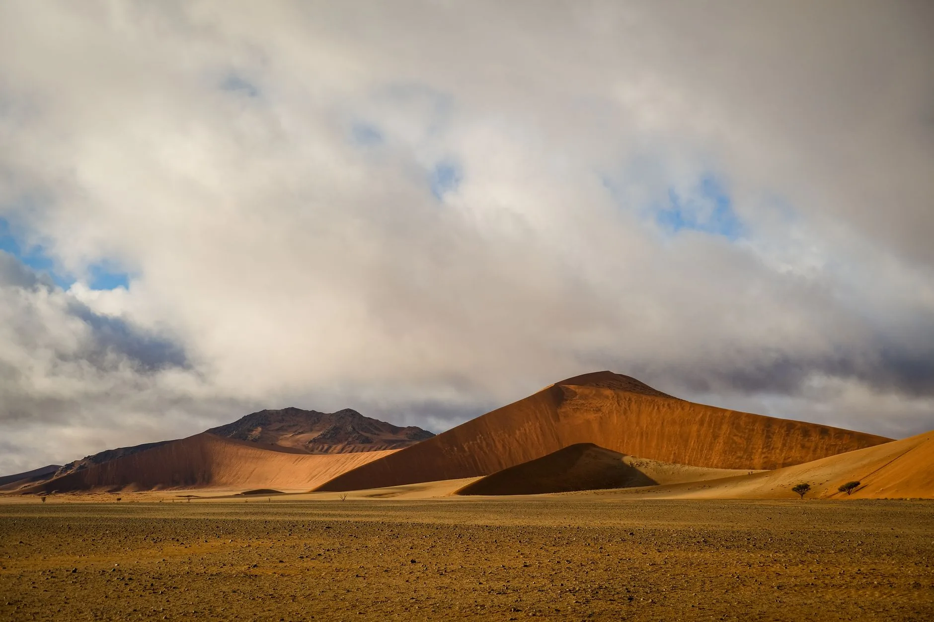 Les scorpions du désert du Namib