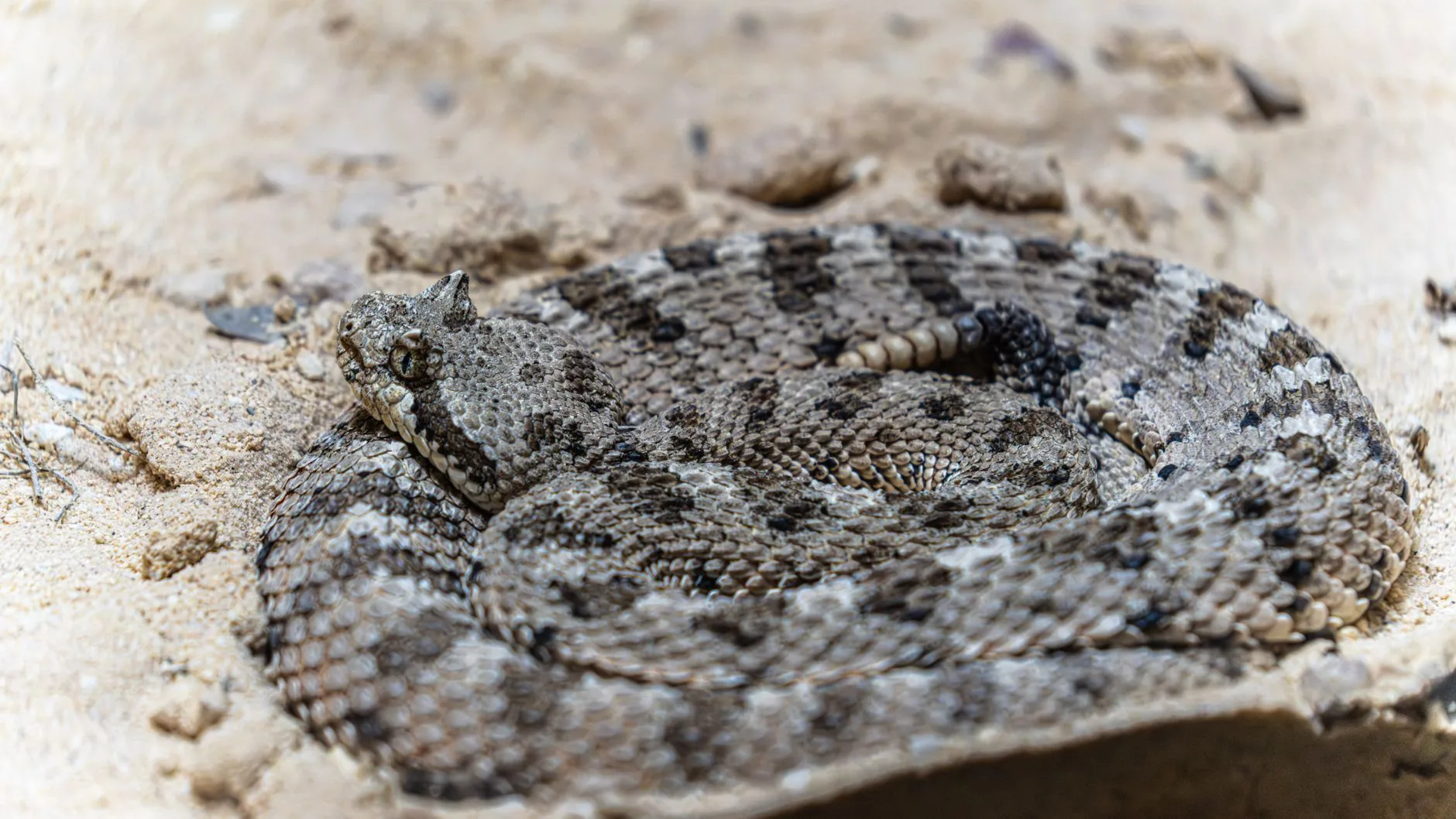 Serpent du désert camouflé dans le sable, illustration des espèces à reconnaître en Namibie