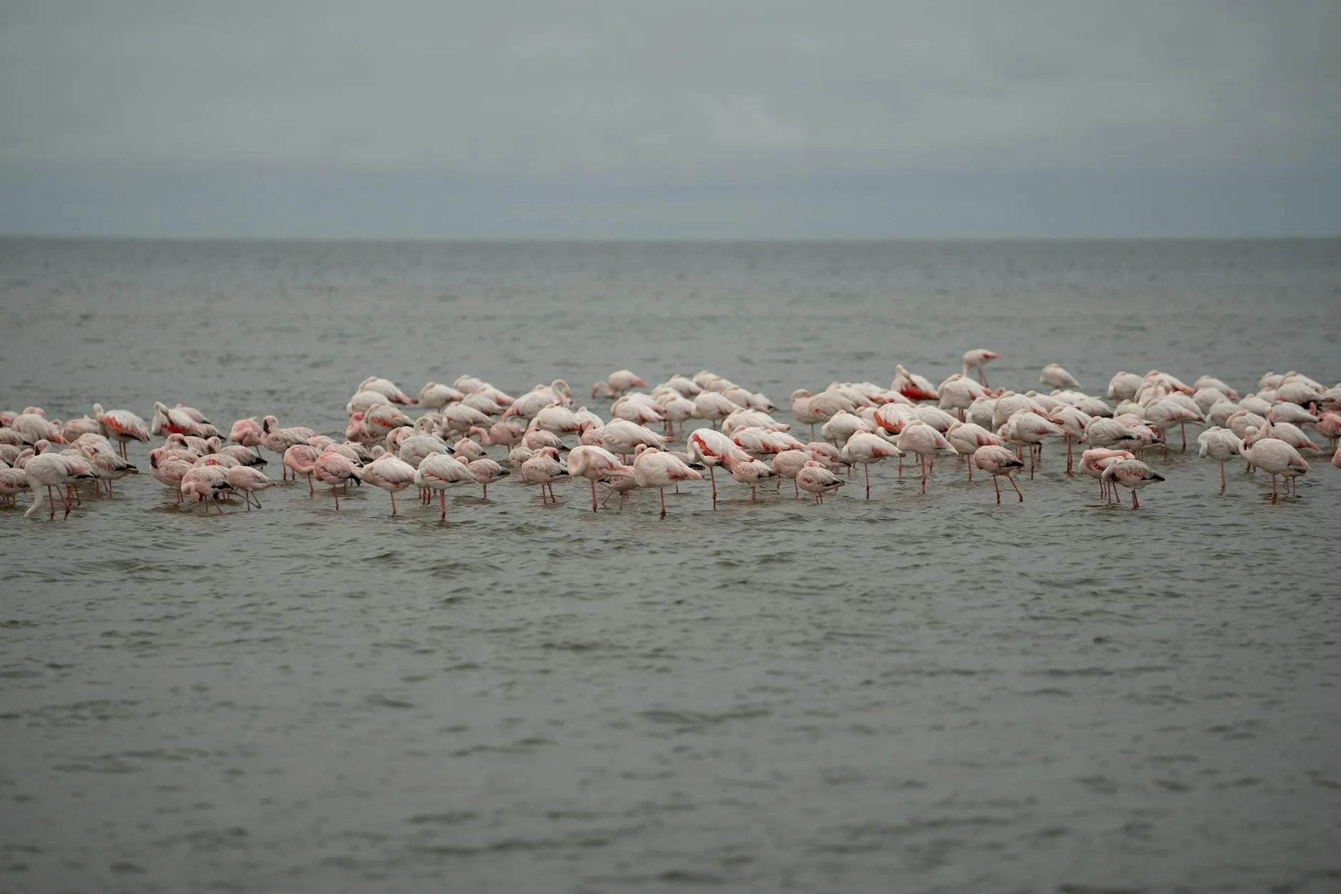 La lagune de Walvis Bay : un sanctuaire pour oiseaux